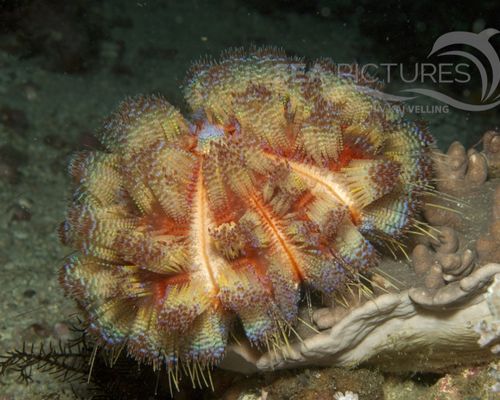 Seeigel
