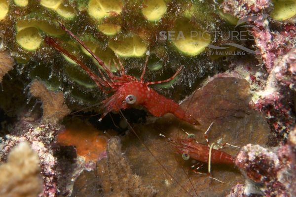 Cinetorhynchos reticulatus