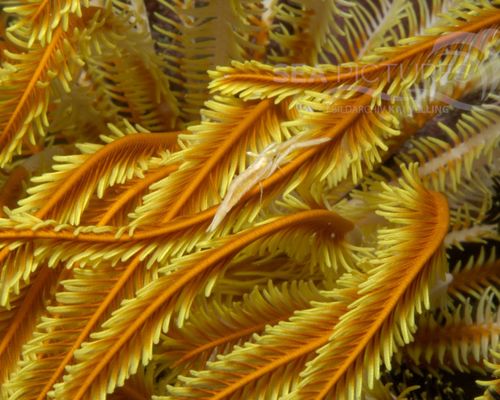 Niedere Tiere Niedere Tiere