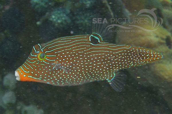 Canthigaster papua