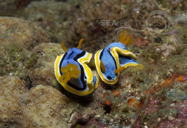 KV Chromodoris annae Paarung PH 06 172