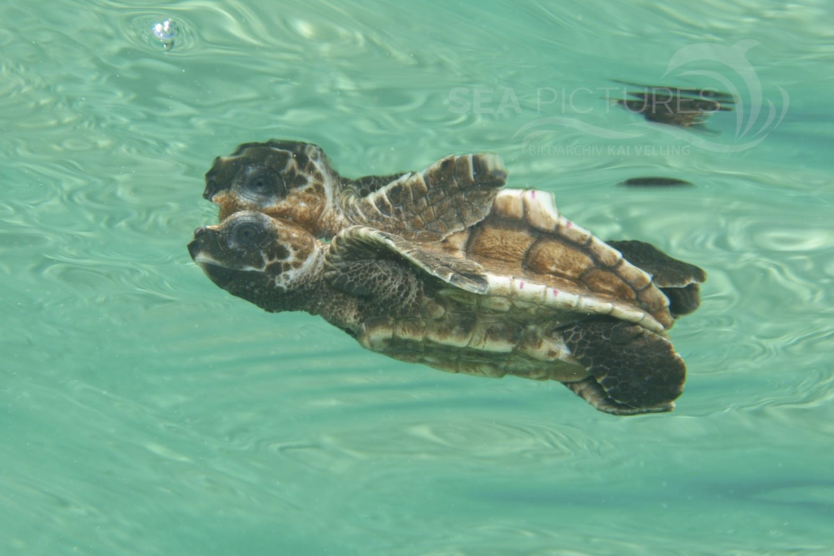 Eretmochelys imbricata