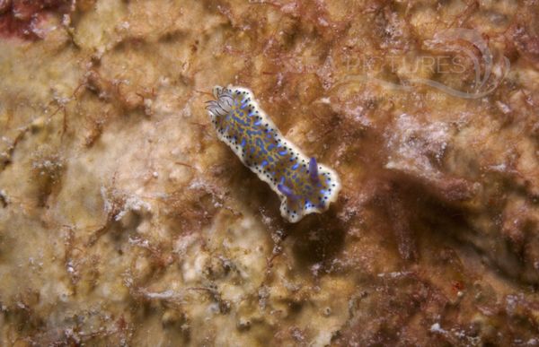 KV Hypselodoris acriba BON 07 347