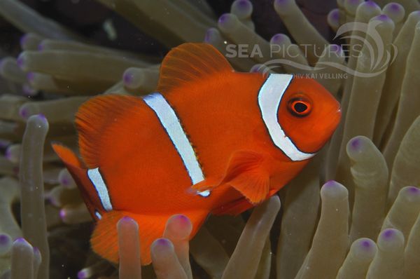 Stachel-Anemonenfisch