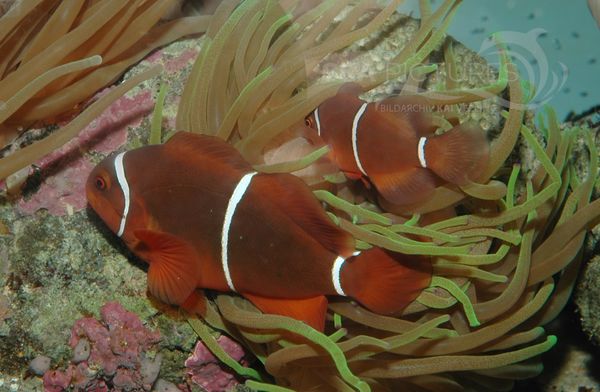 Samt-Anemonenfisch  Premnas biaculeatus  8531