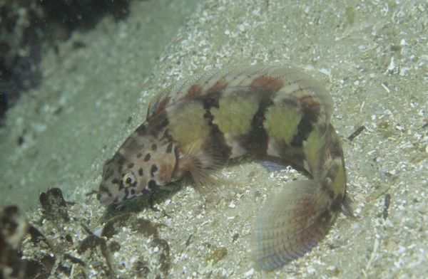 KV Eupetrichthys angustipes AU SY 04