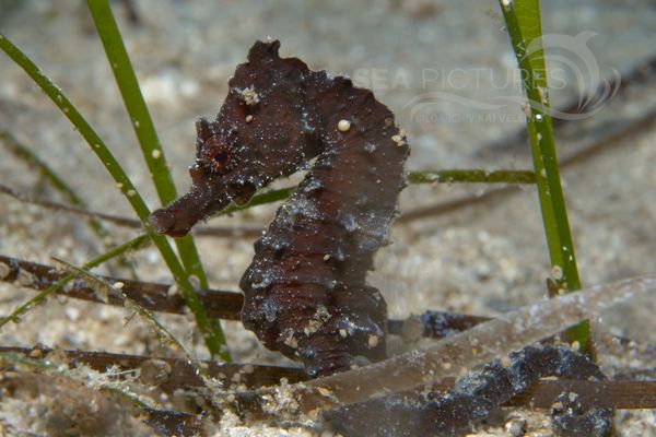 Hippocampus brevirostris