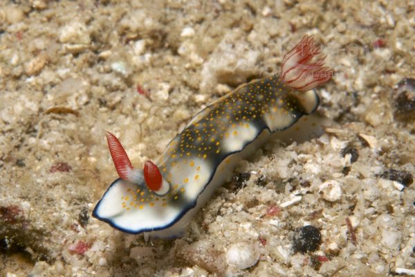 Hypselodoris bollandi