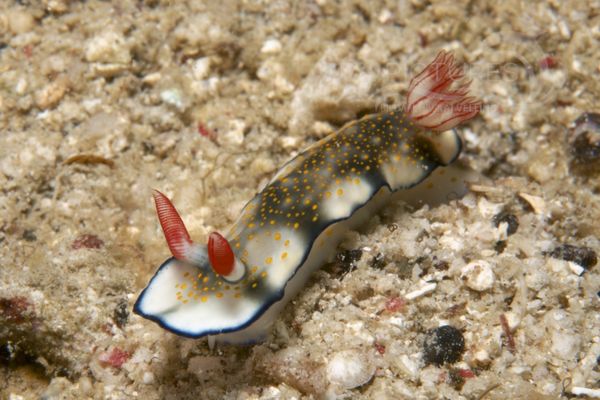 Hypselodoris bollandi