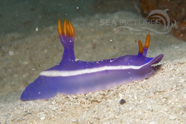 Hypselodoris cf. bullocki