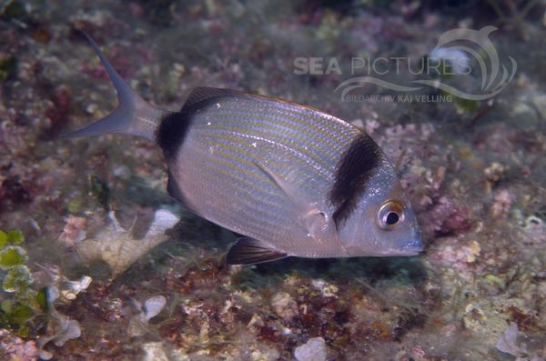 KV Zweibindenbrasse Diplodus vulgaris  KR 06 1507