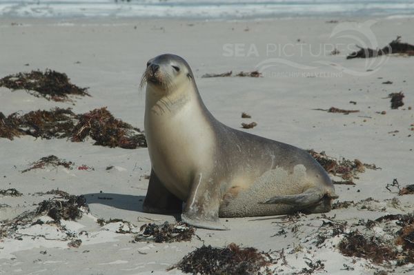 Australien-Seebaer  Arctocephalus pusillus  SA 1121