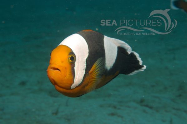 KV Anemonenfisch Amphiprion polymnus  PH 06 002  1 