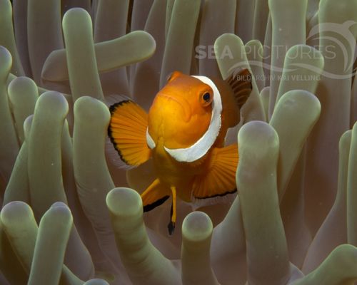 Anemonenfische