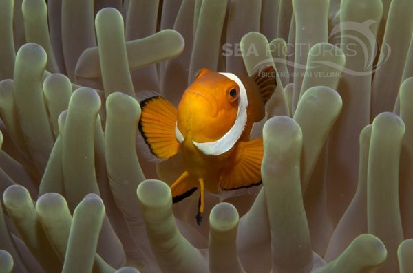 KV Orangeringel-Anemonenfisch  Amphiprion ocellaris MALA 06 4 