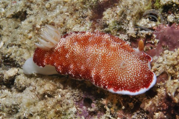 Chromodoris sp