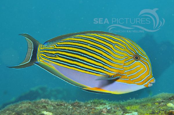 Acanthurus lineatus