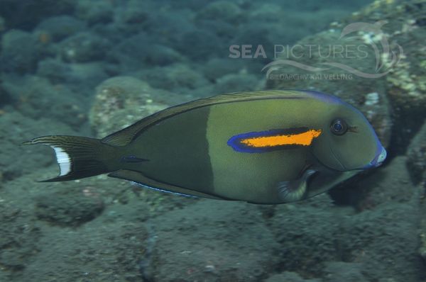 Acanthurus olivaceus