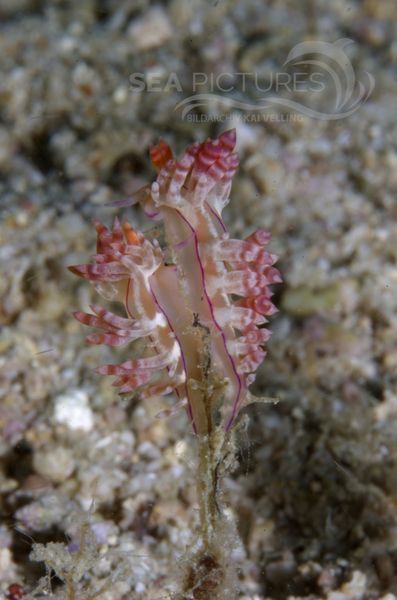 KV Flabellina rubrolineata PH 08 02159