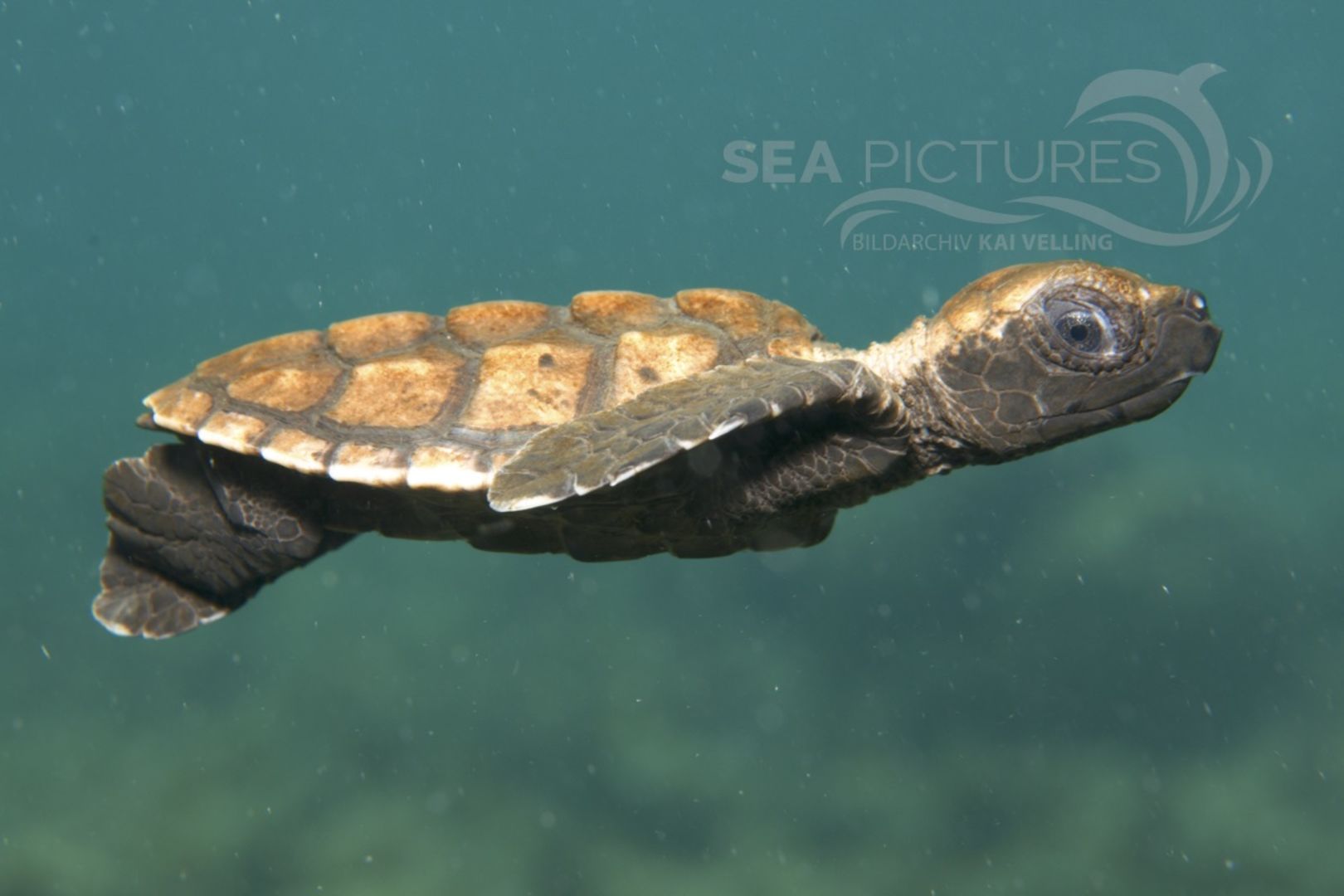 Eretmochelys imbricata