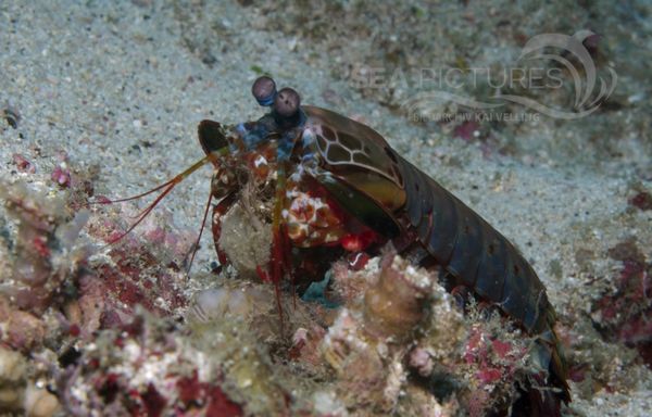 KV Odontodactylus scyllarus PH 08 09666