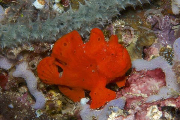 Antennarius pictus