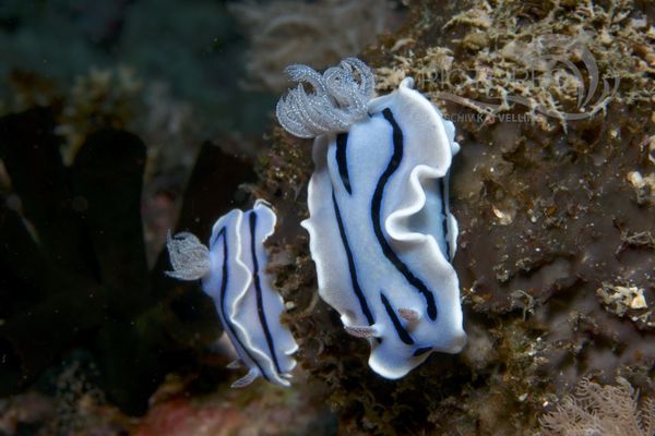 Chromodoris willani