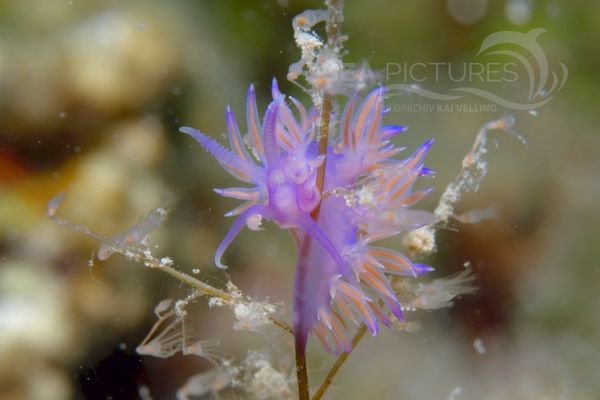 Flabellina affinis