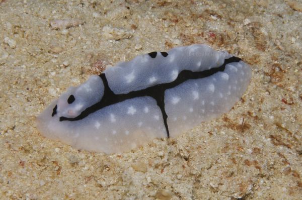  Phyllidiopsis shireenae