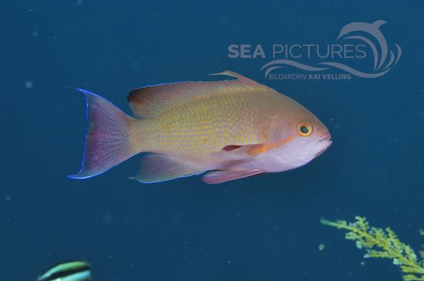 Pseudanthias squamipinnis