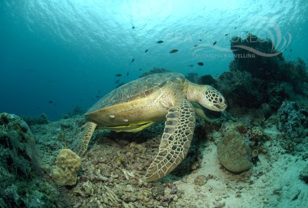 KV Suppenschildkro  te Chelonia mydas MALA 06 4