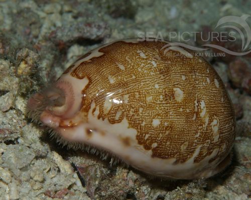 Niedere Tiere Niedere Tiere