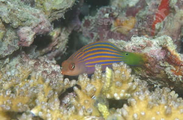  KV Sechsstreifen-Lippfisch Pseudocheilinus hexataenia  MALA 06.