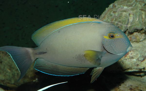 Gelbflossen-Doktorfisch  Acanthurus xanthopterus  7904