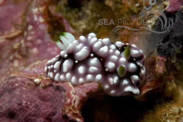 Chromodoris geometrica