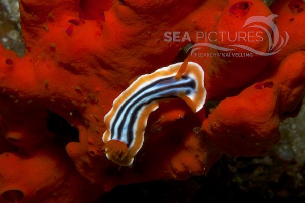 Chromodoris magnifica