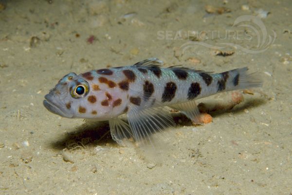 Thorogobius ephippiatus