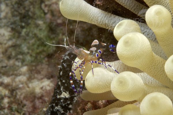 KV Yucatan-Partnergarnele Periclimenes yucatanicus BON 07 405