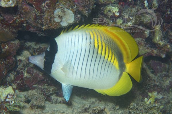 Chaetodon lineolatus