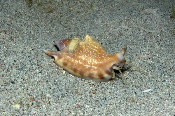 KV Fechterschnecke Strombus bulla  PH 06 101