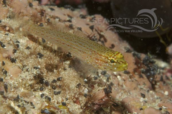 KV Gelbkopfgrundel Gobius xanthocephalus  KR 06 1309