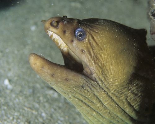 Muränen