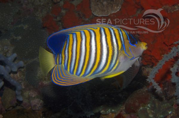 KV  Pfauenaugen-Kaiserfisch Pygoplites diacanthus PH 06 007