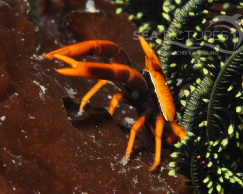 Niedere Tiere Niedere Tiere