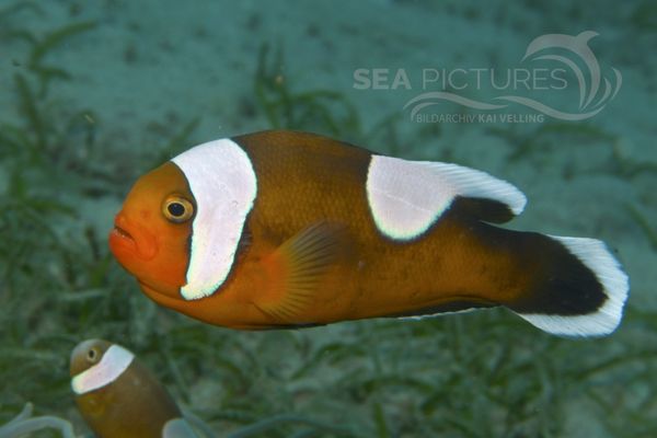 Amphiprion polymnus