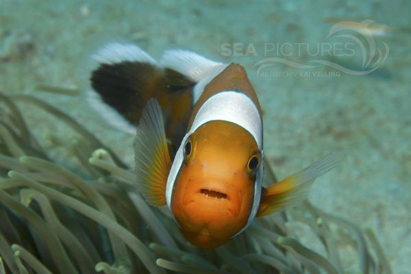 Amphiprion polymnus