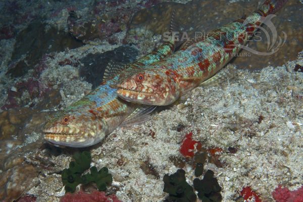 Eidechsenfische