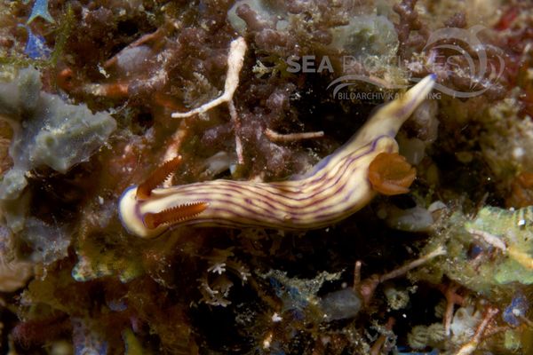 Hypselodoris zephyra