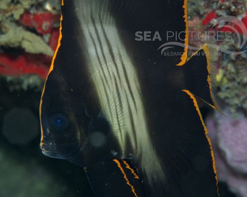 Fledermausfische