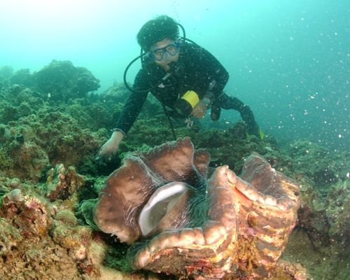 Taucher und Wracks